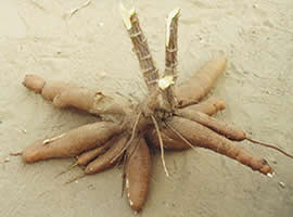 Le Manioc  -  Fabrication du Gari — Le Bénin