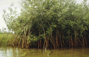La balade en Pirogue — Le Bénin