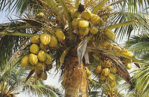 COTONOU... en 4x4 à travers la capitale économique — Le Bénin