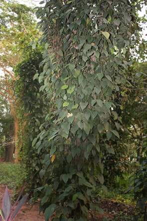 Le jardin des plantes et de la nature — Bénin et Togo
