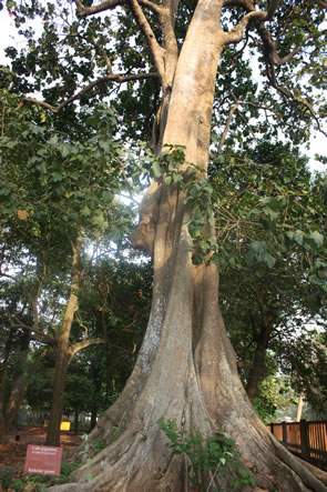Le jardin des plantes et de la nature — Bénin et Togo