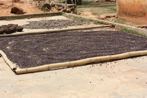 Café Kuma — Bénin et Togo