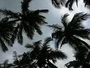 La route des pêches ... — Bénin et Togo