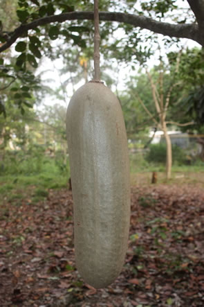Le jardin des plantes et de la nature — Bénin et Togo
