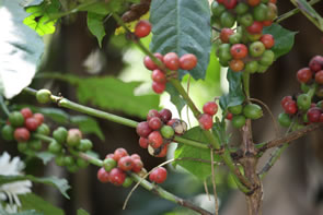 Café Kuma — Bénin et Togo