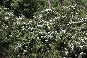 Café Kuma — Bénin et Togo