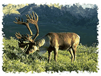 Faune et Flore — souvenir du voyage au Canada