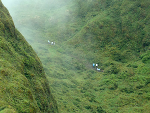 Randonnée sur la Montagne pelée — La Martinique