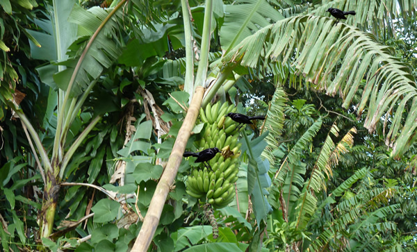 Evènement inattendu — La Martinique