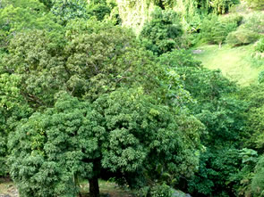 Grand-Rivière, "le Bout du Bout" — La Martinique
