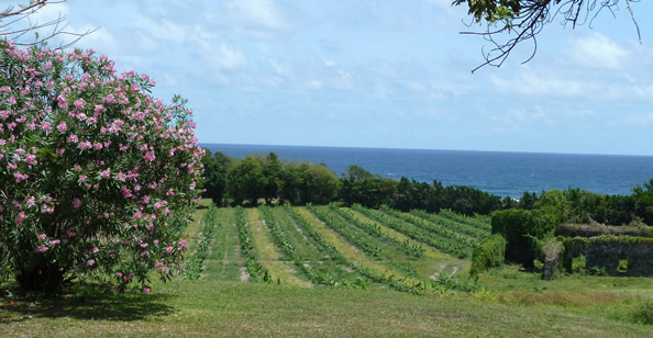 Panorama exceptionnel — La Martinique