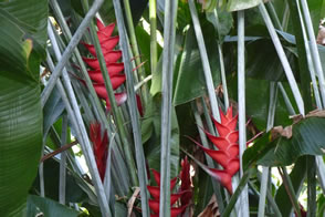 Distillerie des rhums JM. — La Martinique