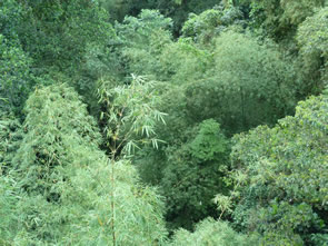 En quittant Macouba — La Martinique