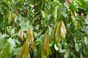 Le Cacaoyer