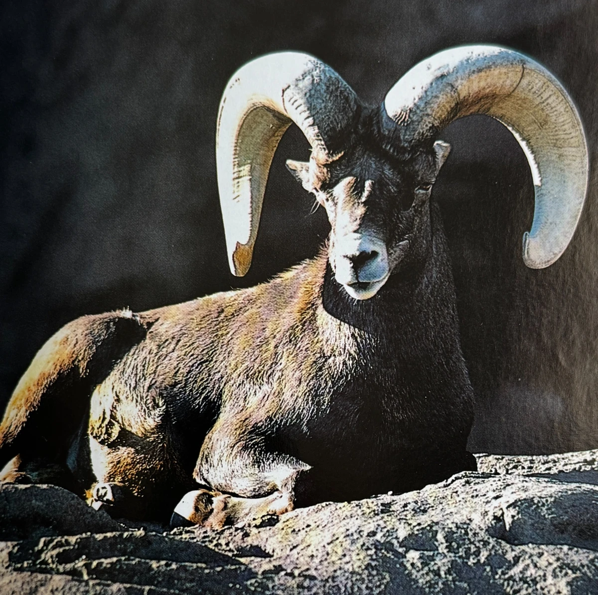 Mouflon du Grand Canyon