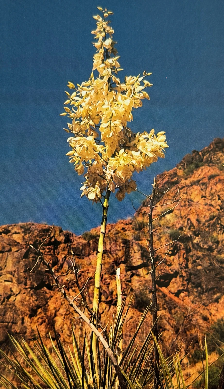 Yucca à feuilles étroites