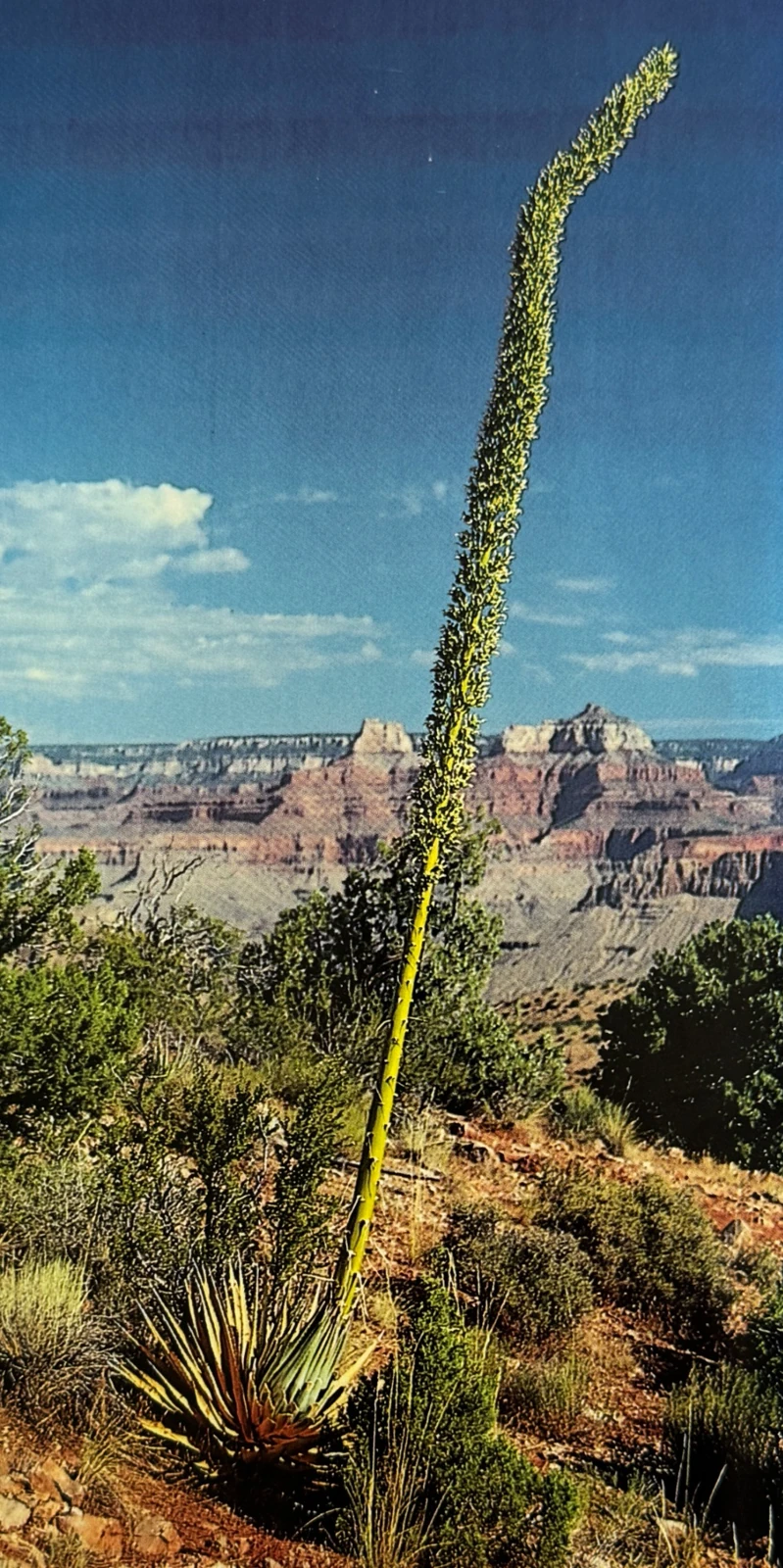 Agave d’Utah