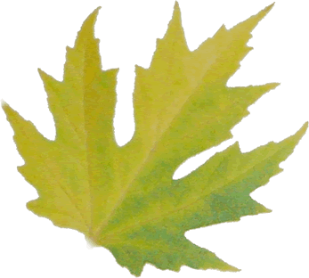 feuille jaune vert